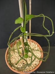 Image result for Ceropegia monteiroae