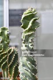 Image result for Cereus jamacaru