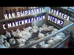как сделать комбикорм для бройлеров в домашних условиях видео Pin Na Doske Razvedenie Kur