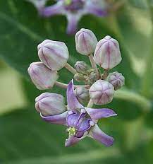 Kerala Flora Arakk Erakk A E Era Ara Swallow Wort Flora Blue Flowers Flowers