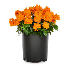 Image result for Crossandra