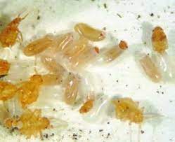 1) uterine causes (punca dari rahim). Bed Bugs Berpunca Dari Barang Terpakai Pest Control Selangor Dari Rm130 Servis Anai Anai Kutu Lipas Nyamuk