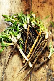 Salsifis Edible Garden Plant Roots Fruits And Veggies