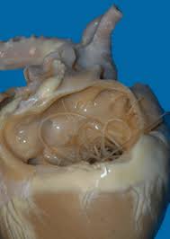 How long can a dog live with heartworms. Keep The Worms Out Of Your Pet S Heart The Facts About Heartworm Disease Fda