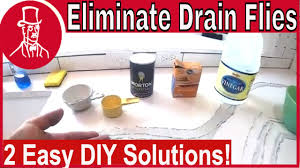 Drain flies are a nuisance, and the problem only gets worse if they're not taken care of. How To Get Rid Of Drain Flies Youtube
