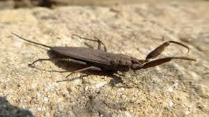 The 3rd and 4th antennal segments are short, the head is narrow compared to the pronotum, the eyes prominent and the upper surface shiny and heavily punctured. Water Scorpion The Wildlife Trusts