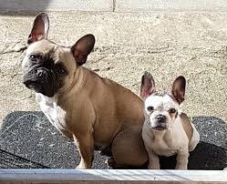 French bulldogs are descended from the english bulldog, a dog breed with a bloody history in bull baiting. French Bulldog Info Size Temperament Lifespan Puppies Pictures