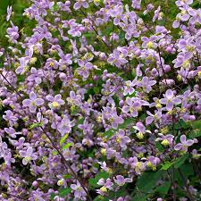 Image result for Thalictrum rhynchocarpum