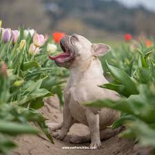 French bulldog puppies for sale, french bulldog dogs for adoption and oregon french bulldog dog breeder. What It Takes To Raise A Healthy Litter Of French Bulldog Puppies Nw Frenchies Northwest Frenchies