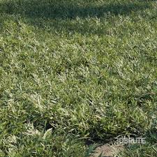 Image result for Chrysopogon