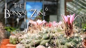 Cactus & succulent sale 2018. The Toronto Cactus And Succulent Show The Bonsai Zone June 2019 Youtube