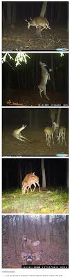 Lmao Trail Cam Deer Funny Animals Cute Funny Animals Funny Animal Memes