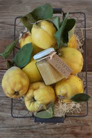 Hausgemachter Quittensenf Sweets Lifestyle Rezept Quitten Quitte Weissbrot Rezept