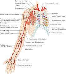 Veins and arteries diagram 205 circulatory pathways anatomy and physiology. Arterial Supply To The Upper Limb Arteries Anatomy Upper Limb Anatomy Nerve Anatomy
