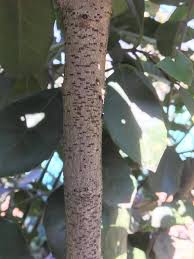 Image result for Elaeodendron croceum