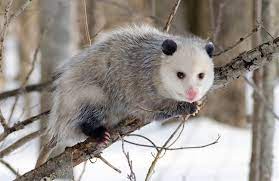 Crea buenos nombres para juegos, perfiles, marcas o redes sociales. Opossums Wikipedia