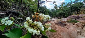 Image result for Dombeya kirkii