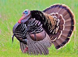 Wild Birds That Look Like Turkeys Wild Merriam S Turkey Tom By Karon Melillo Devega Turkey Bird Wild Turkey Wild Birds Unlimited
