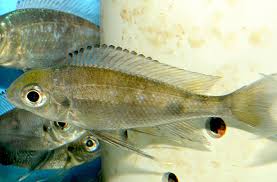 Image result for Boops boops