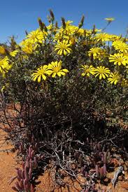 Image result for Hirpicium