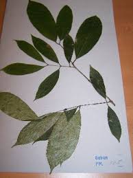 Image result for Aneulophus