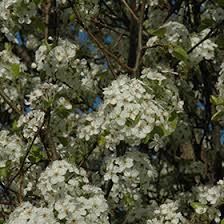 Chanticleer ornamental pear is clothed in stunning clusters of white flowers with purple anthers chanticleer ornamental pear is a dense deciduous tree with a narrowly upright and columnar growth. Chanticleer Ornamental Pear Pyrus Calleryana Chanticleer In Denver Centennial Littleton Aurora Parker Colorado Co At Tagawa Gardens
