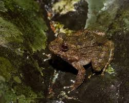 Image result for Strabomantis necerus