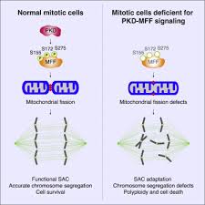 Mff 2013 by nibblah frog. A Pkd Mff Signaling Axis Couples Mitochondrial Fission To Mitotic Progression Sciencedirect