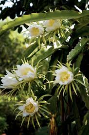 Indian fruits list translated english to marathi hindi names. Dragon Fruit Flowers What Do They Look Like White On Rice Couple