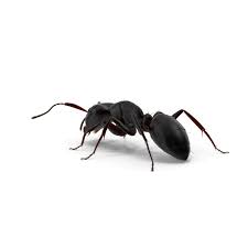 Ants seem to be everywhere in kansas city. Ant Problems We Can Help Call Bug A Way Pest Control