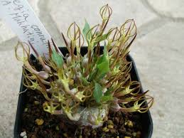 Image result for Ceropegia conrathii