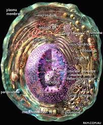 Cell membrane, nucleus, and cytoplasm are all visible. Animal Cell Diagram With Labels By Russell Kightley Media Animal Cell Animal Cell Structure Cell Diagram