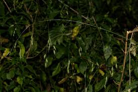 Image result for Bromus leptoclados