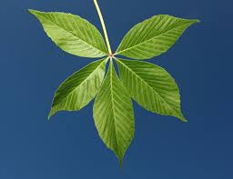 Maybe you would like to learn more about one of these? Ohio State Fans 7 Things To Know About Growing An Ohio Buckeye Tree Cfaes