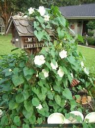 Moonflower Vine Moonflower Vine Flowering Vines Plants