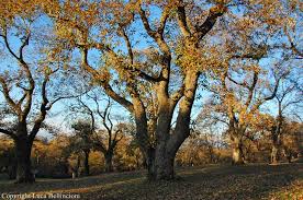 The hosts, the gardens, the pool and sports facilities, just about everything really. Castagneto Itinerari Nel Lazio Dei Misteri