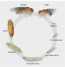 fruit flies (stoppests ipm in