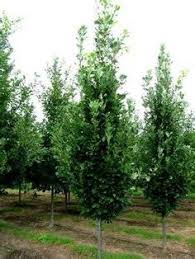 Choosing evergreens for your landscape umn extension. 24 Narrow Garden Trees Zone 5 Ideas Garden Trees Narrow Garden Shrubs