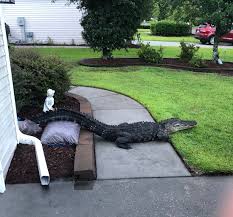 Brokered by starheel properties, inc. Nearly 8 Foot Long Alligator Spotted Outside Sunset Beach Home Wway Tv