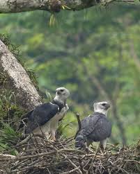 Harpy eagles are among the most powerful raptors in the world, true giants of the rainforest. With talons larger than a grizzly bear’s claws, they are apex predators and a symbol of wild tropical ...