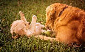 Four golden retriever puppies need good homes. Golden Retriever Puppies Home Golden Retriever Puppies For Sale Golden Retriever Puppies For Sale Puppy For Sale Golden Retriever For Sale Golden Retriever Puppies For Sale Near Me Golden Retrievers For