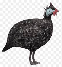 The tip and bet suggestion for the turkey vs guinea match, on 31 may 2021, of the preview written by the editors of online betting academy, goes to: Helmeted Guineafowl Png Images Pngegg