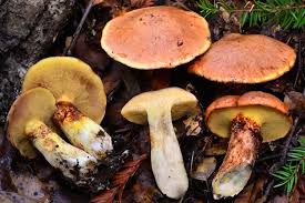 Image result for Suillus wasatchicus