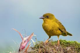 Image result for Ochthocharis