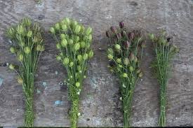 Genovese basil, curly parsley, and dill seed pods, grow domes for optimal germination, and our specially formulated liquid plant food. Grasses Grains And Pods Floret Flowers