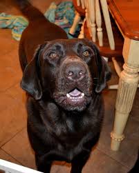 It was love at first sight for both of us. My English Chocolate Blockhead Labrador Retriever Diesel Lab Puppies Hound Puppies Chocolate Lab Puppies