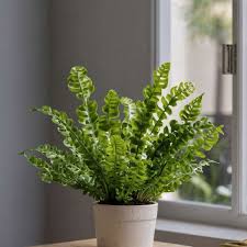 Image result for Asplenium