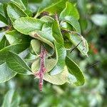 Image result for Pyracantha cf. crenulata