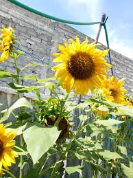 Mawar kuning merupakan ekspresi kegembiraan. Bunga Warna Kuning 640x853 Wallpaper Teahub Io