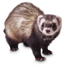Where can i buy a ferret? is a pet store. Ferrets For Sale Live Pet Ferrets For Sale Petco